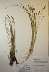 Carex exilis
