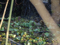 Phleocryptes melanops