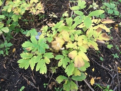 Caulophyllum thalictroides