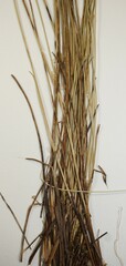 Carex exilis
