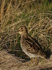 Gallinago