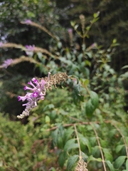 Buddleja lindleyana