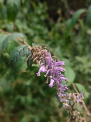 Buddleja lindleyana