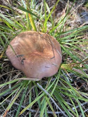 Russulaceae