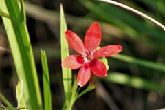Freesia laxa laxa