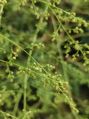 Artemisia annua