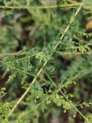 Artemisia annua