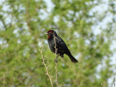 Chrysomus ruficapillus