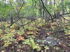 Caulophyllum thalictroides