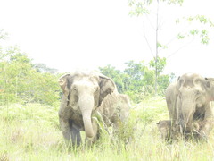 Elephas maximus