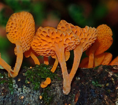 Favolaschia claudopus