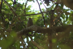 Amblyospiza albifrons