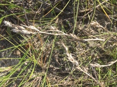 Corispermum intermedium