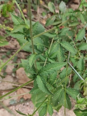 Agrimonia pilosa