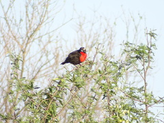 Leistes superciliaris