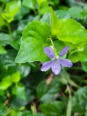 Viola riviniana