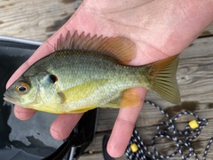 Lepomis microlophus
