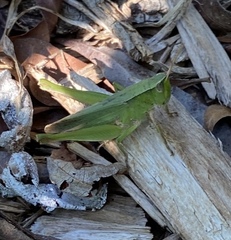 Dichromorpha viridis