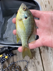 Lepomis microlophus
