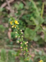 Agrimonia pilosa