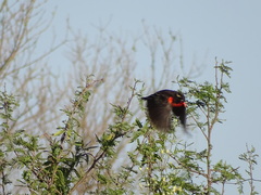 Leistes superciliaris