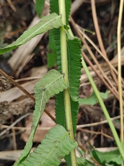 Cyclosorus interruptus