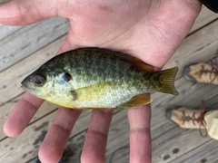 Lepomis microlophus