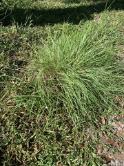 Paspalum notatum