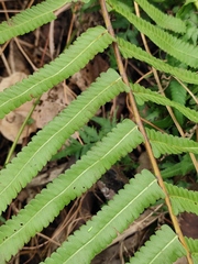 Cyclosorus interruptus