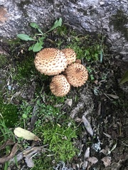 Pholiota