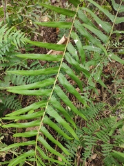 Cyclosorus interruptus