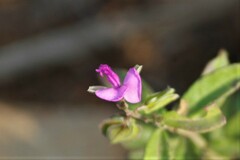 Polygala serpentaria