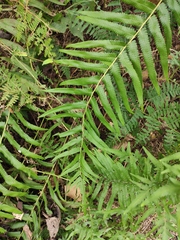 Cyclosorus interruptus