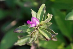 Polygala serpentaria