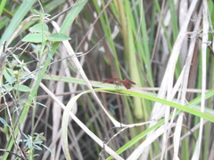 Neurothemis fluctuans