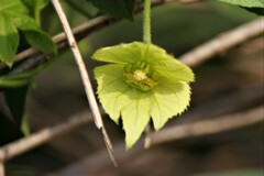 Dalechampia capensis