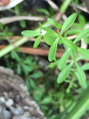 Galium trifidum