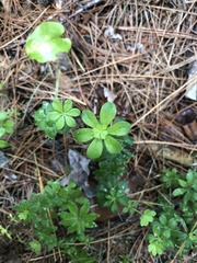 Galium triflorum