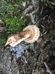 Pholiota