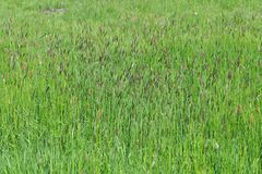 Alopecurus myosuroides