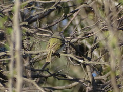 Hemitriccus margaritaceiventer