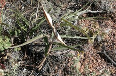 Asclepias