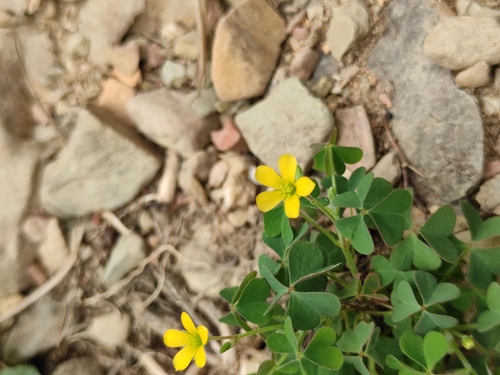 Creeping Woodsorrel