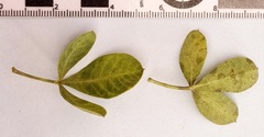 Searsia laevigata