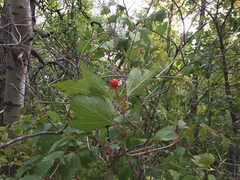 Viburnum opulus americanum