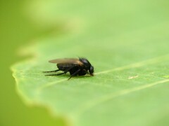 Phoridae
