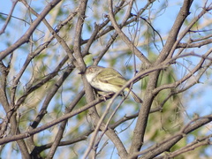 Hemitriccus margaritaceiventer