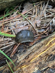Arion hortensis