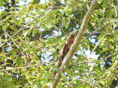 Callosciurus notatus