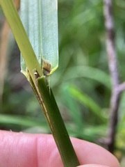 Glyceria striata